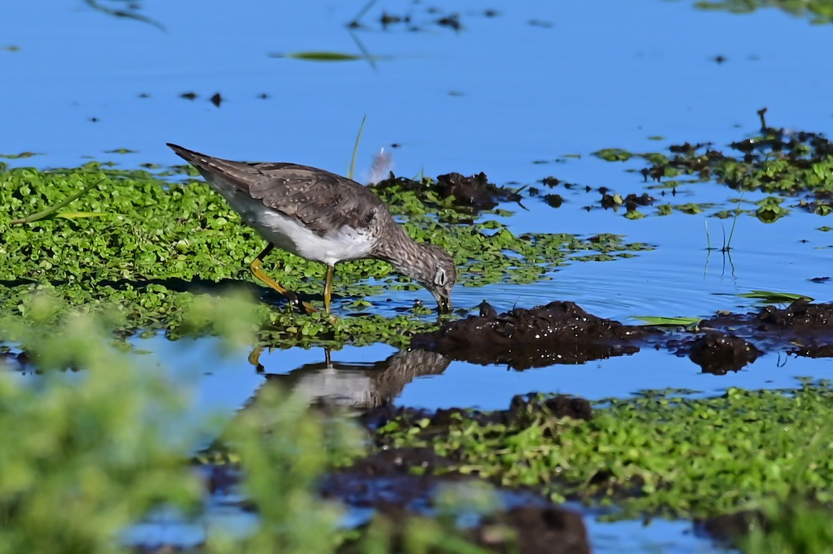 Solitary Sandpiper - ML643179247