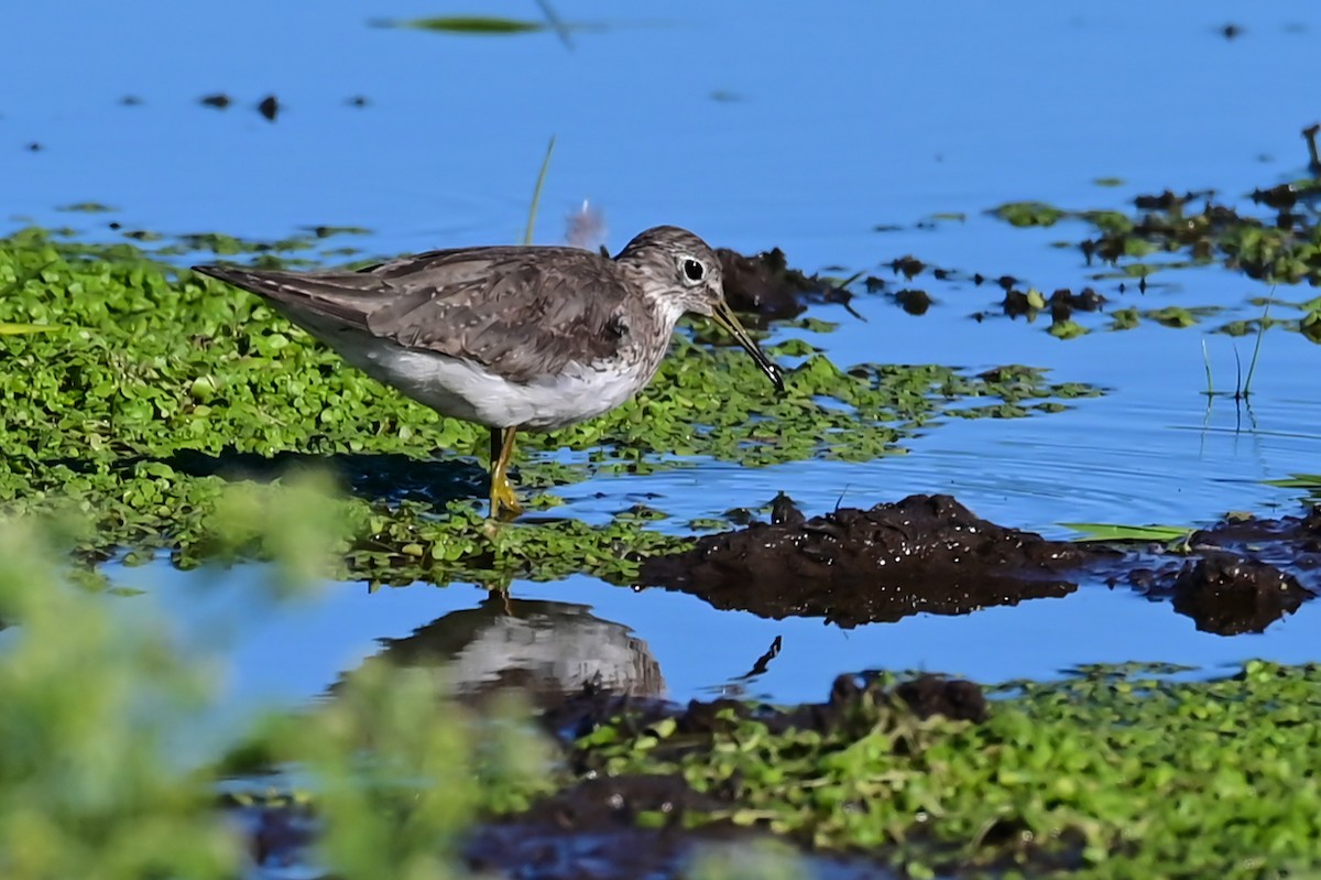 Solitary Sandpiper - ML643179248