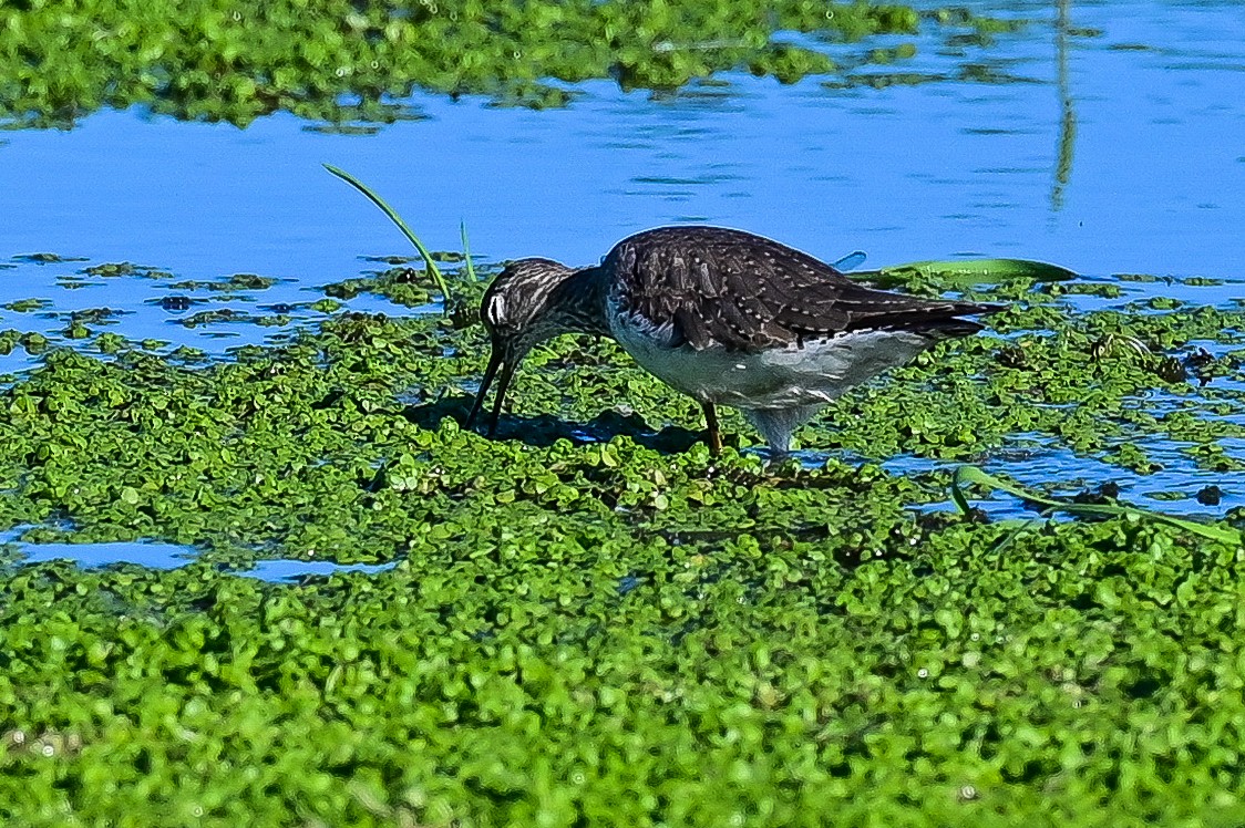 Solitary Sandpiper - ML643179249