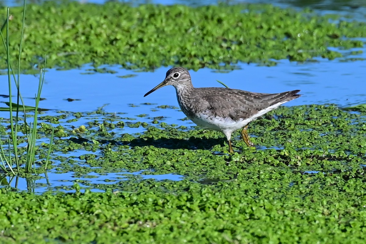 Solitary Sandpiper - ML643179250