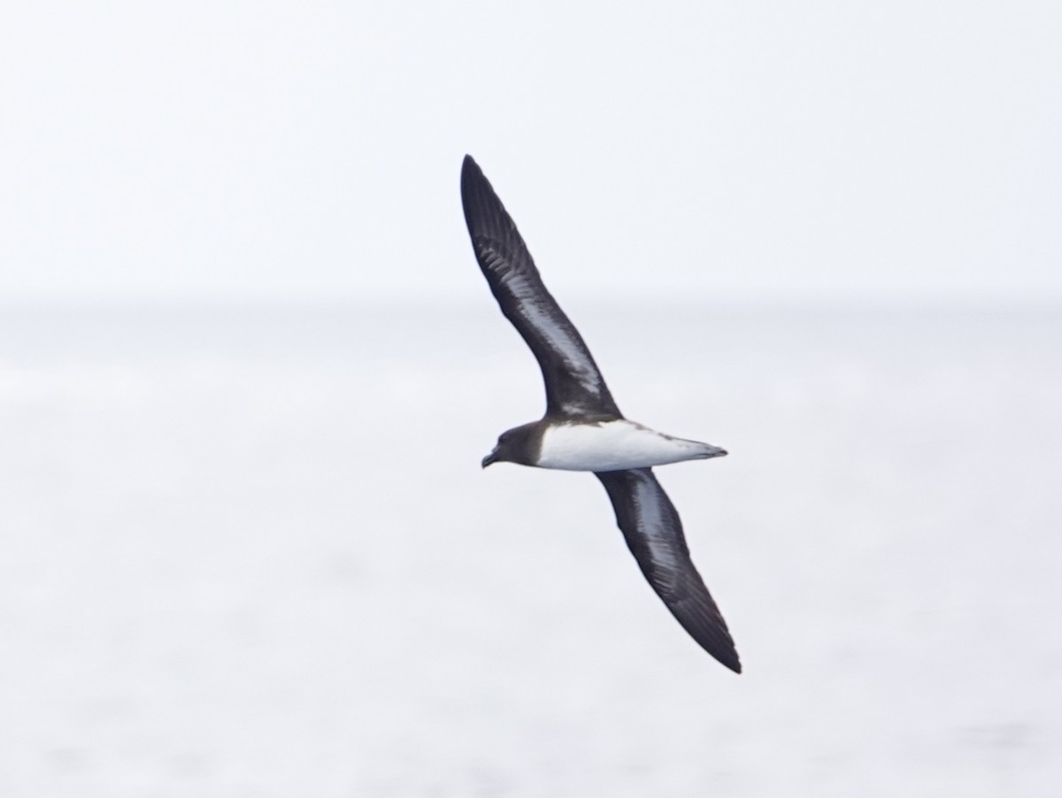 Tahiti Petrel - ML643179255
