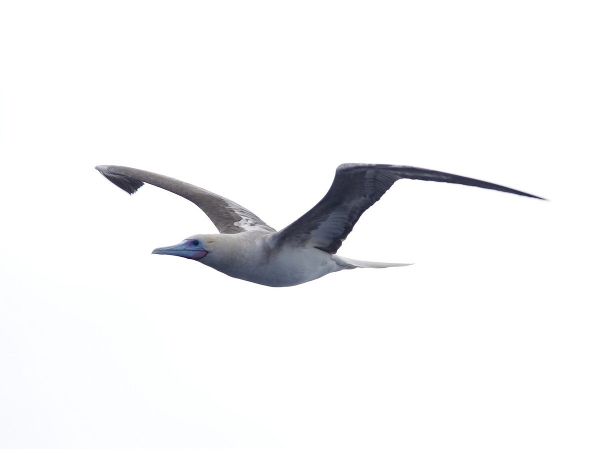 Red-footed Booby (Indopacific) - ML643179259