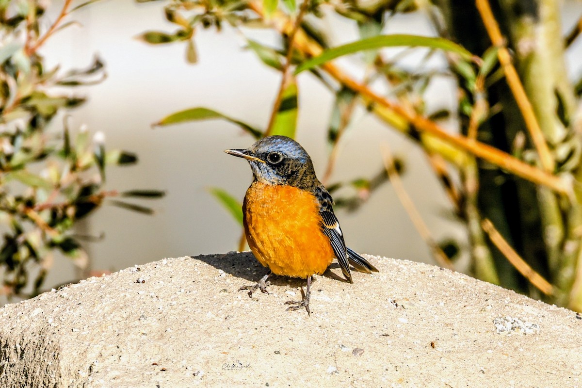 Blue-capped Rock-Thrush - ML643179263