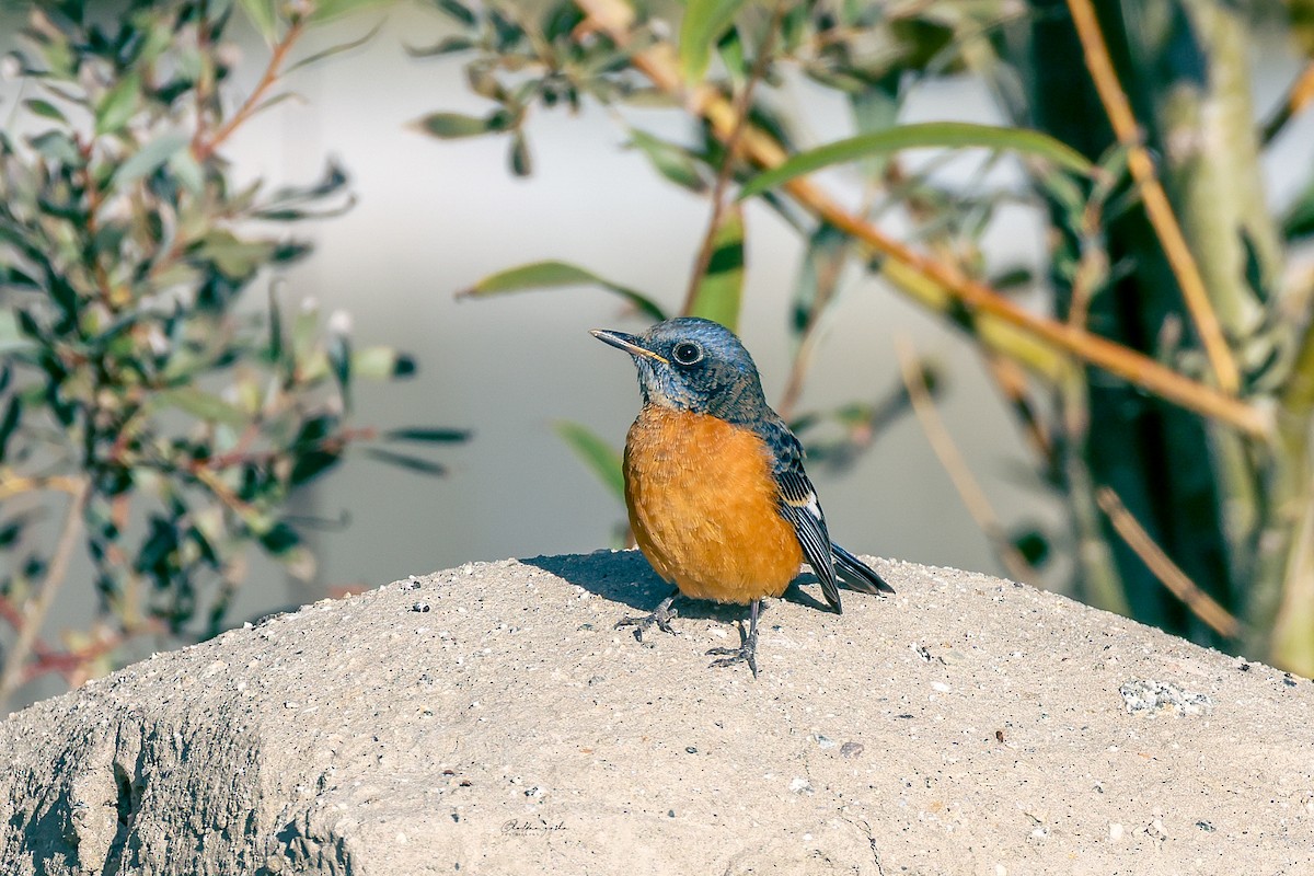 Blue-capped Rock-Thrush - ML643179264