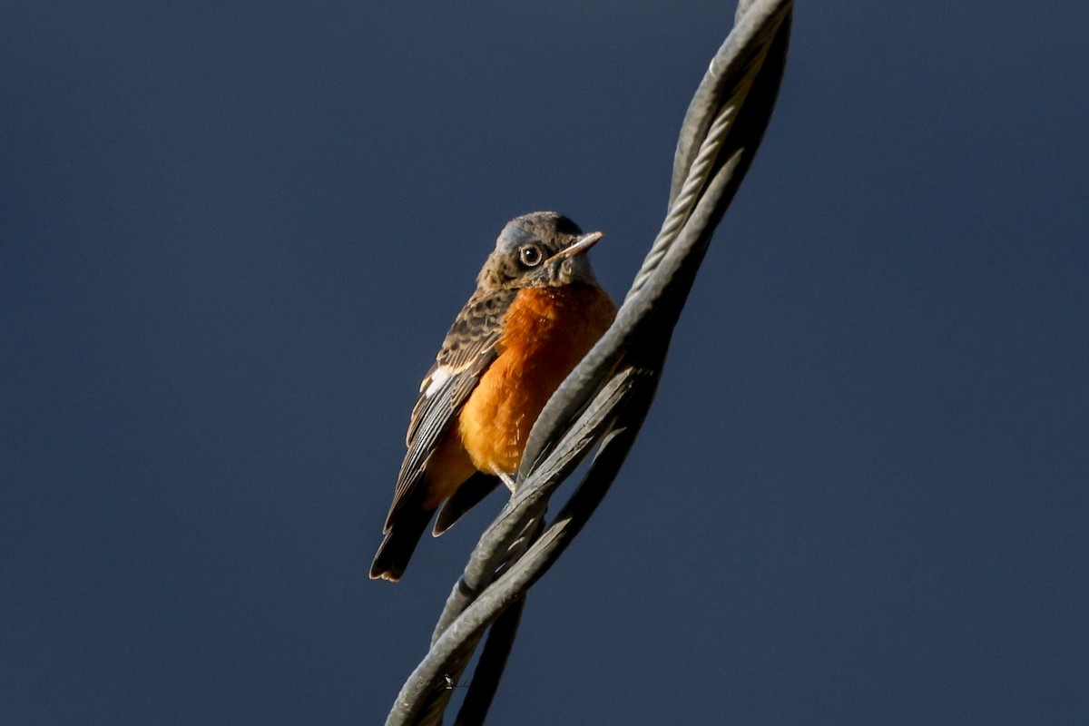 Blue-capped Rock-Thrush - ML643179265