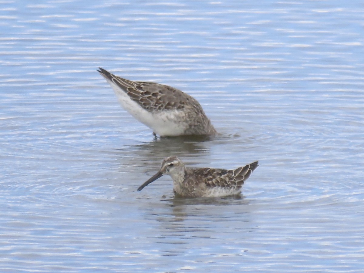Stilt Sandpiper - ML643179293