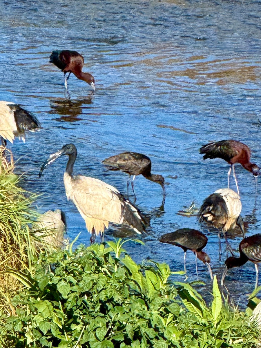 Glossy Ibis - ML643179295