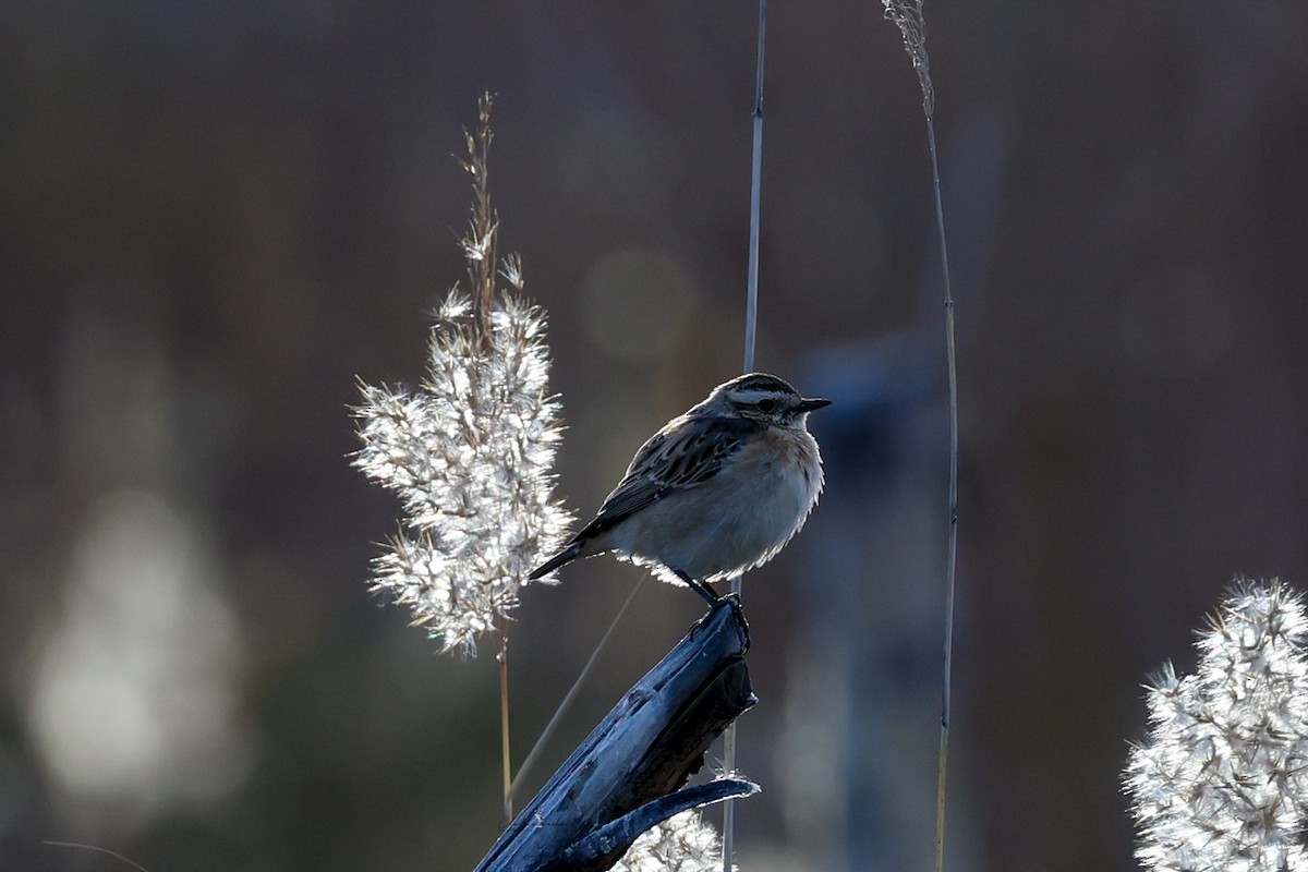 Whinchat - ML643179314