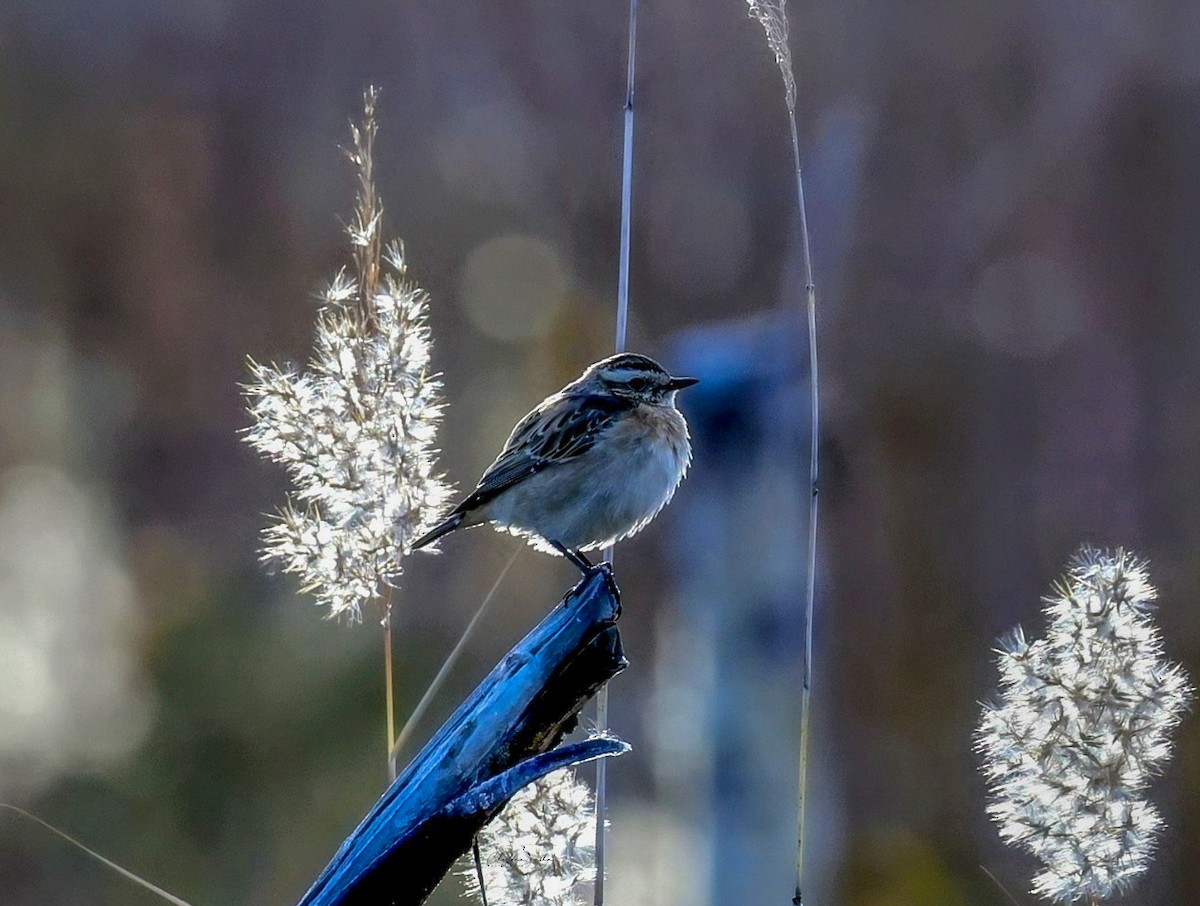 Whinchat - ML643179315