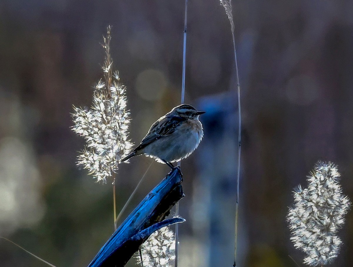 Whinchat - ML643179316