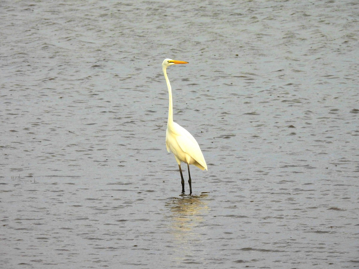 Great Egret - ML643179338