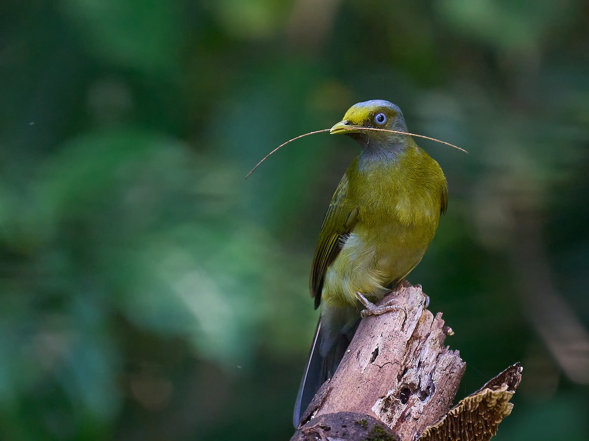 Gray-headed Bulbul - ML643179343