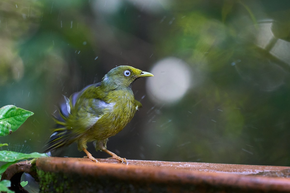 Gray-headed Bulbul - ML643179344