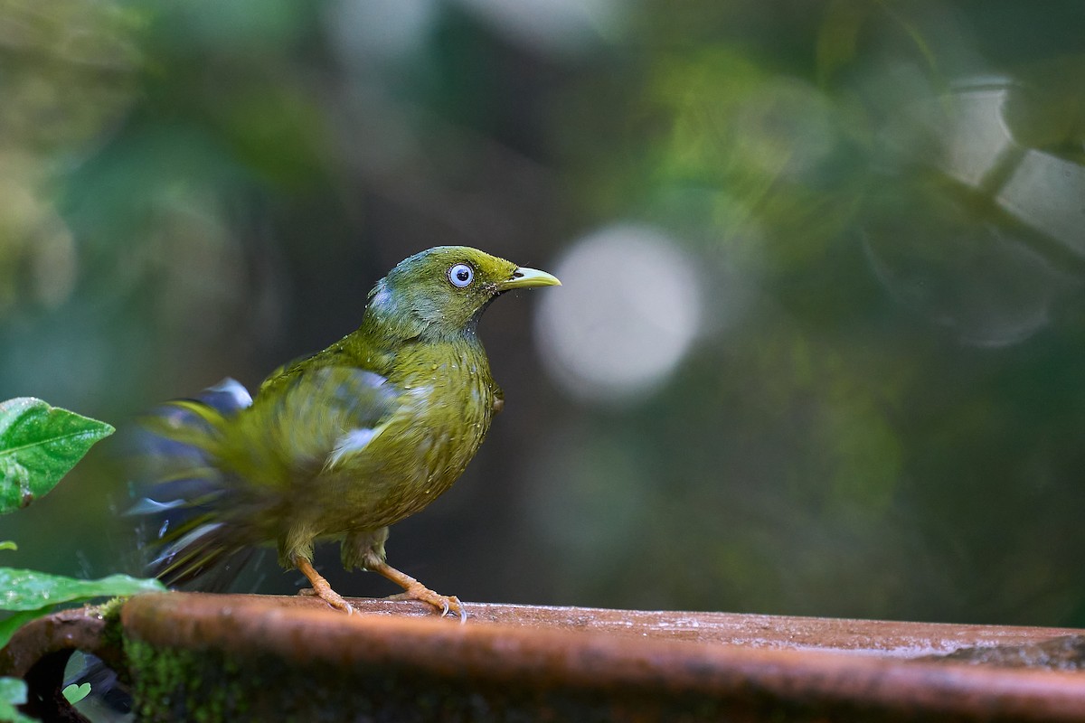 Gray-headed Bulbul - ML643179345