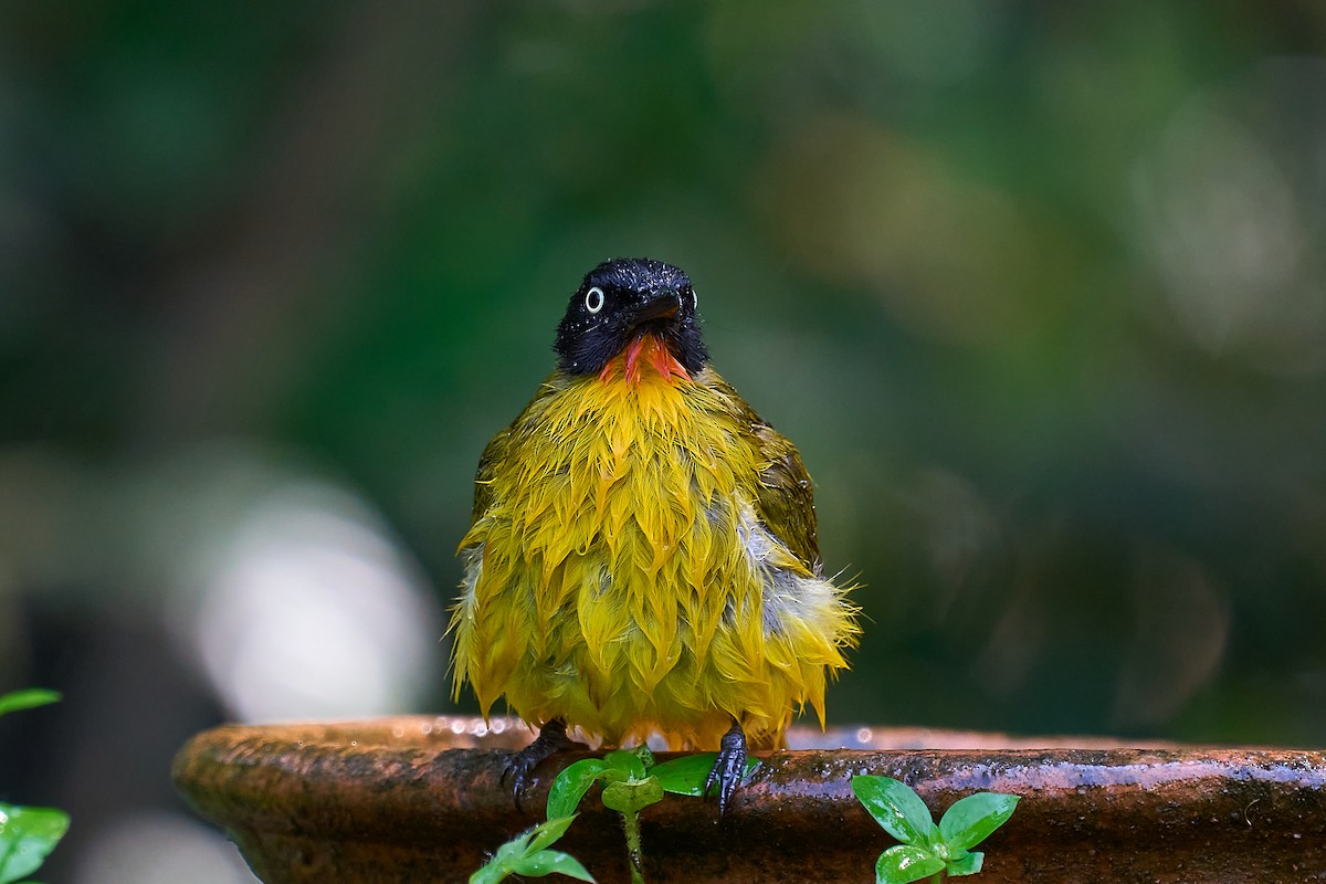 Flame-throated Bulbul - ML643179347