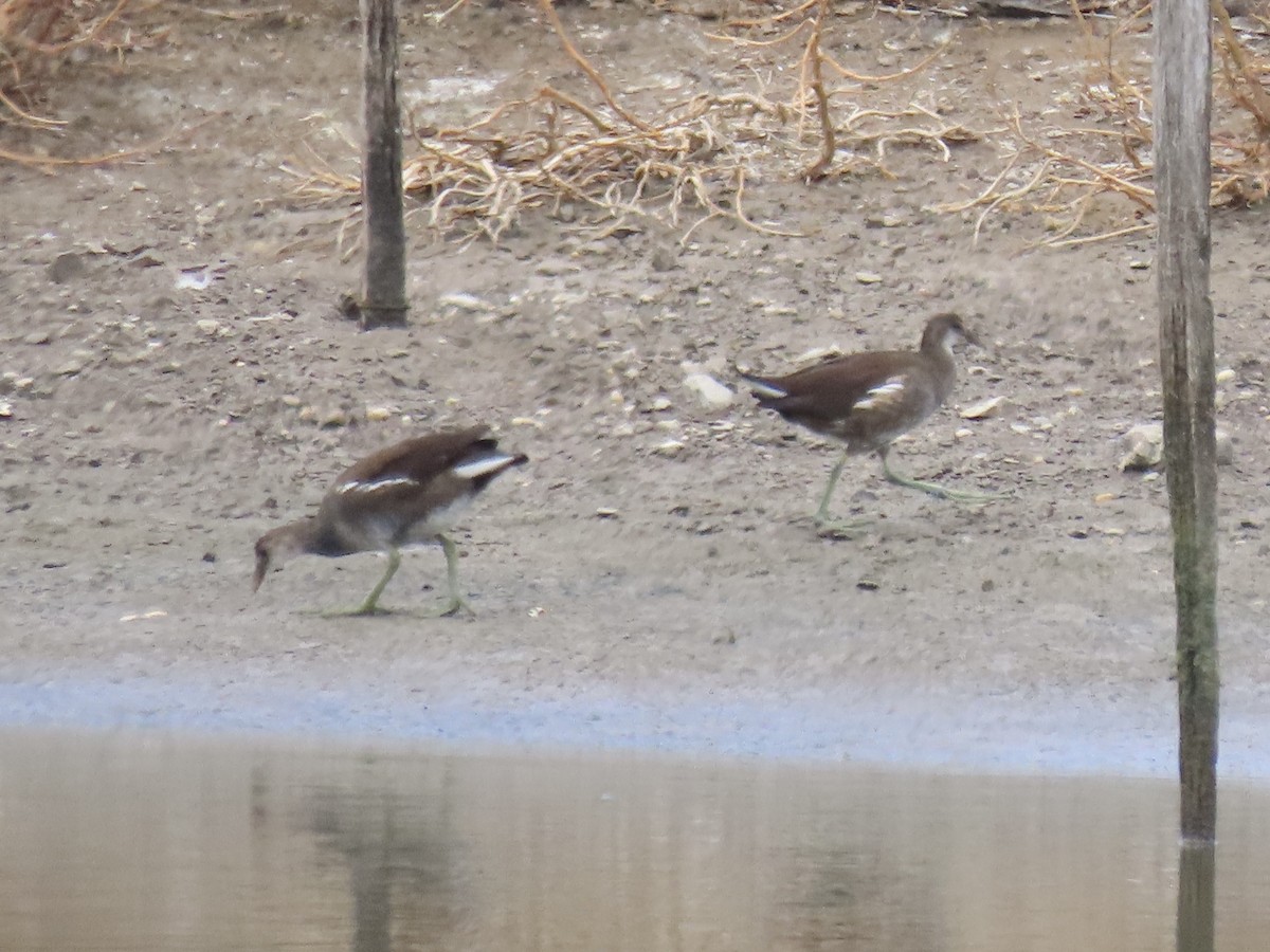 Common Gallinule - ML643179349