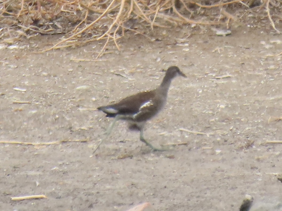 Common Gallinule - ML643179350