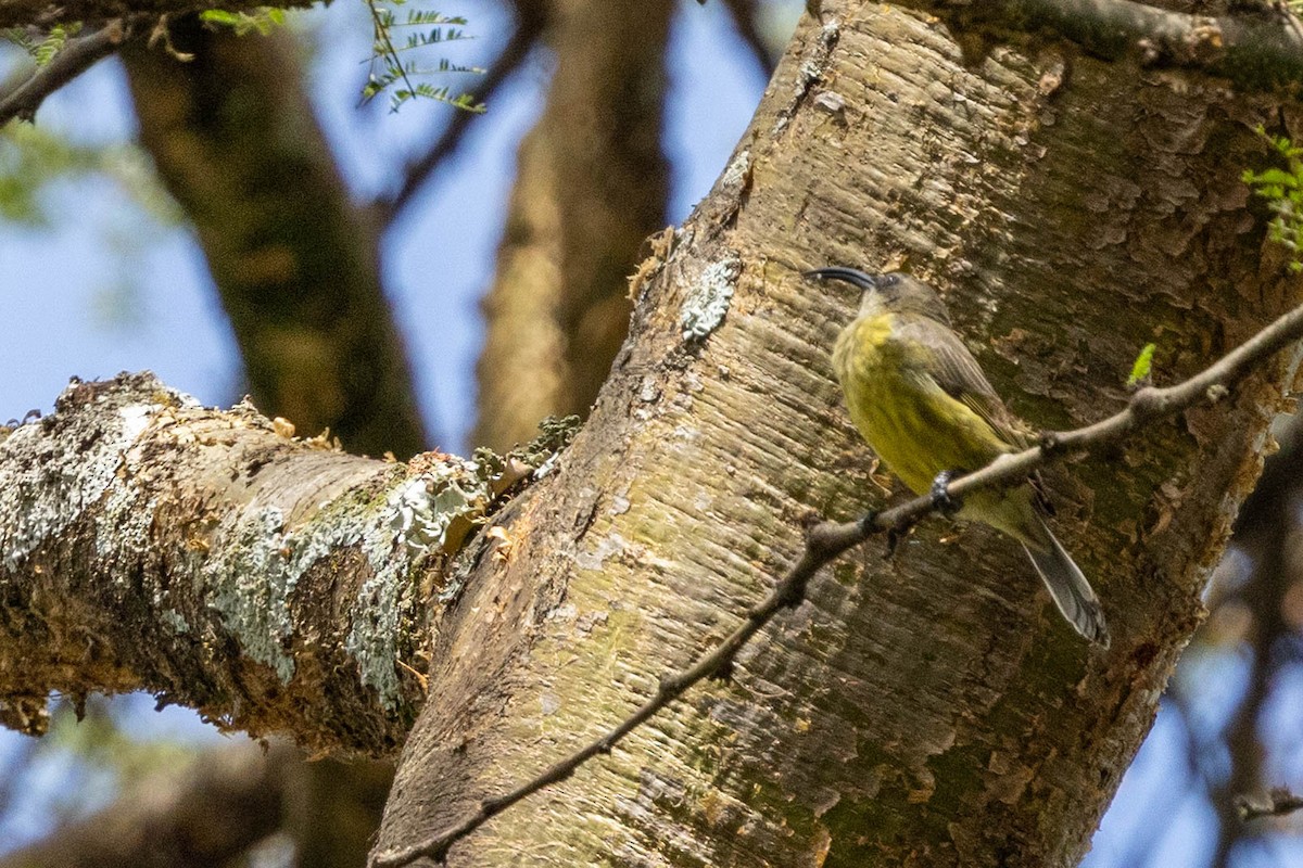 Bronze Sunbird - ML643179351