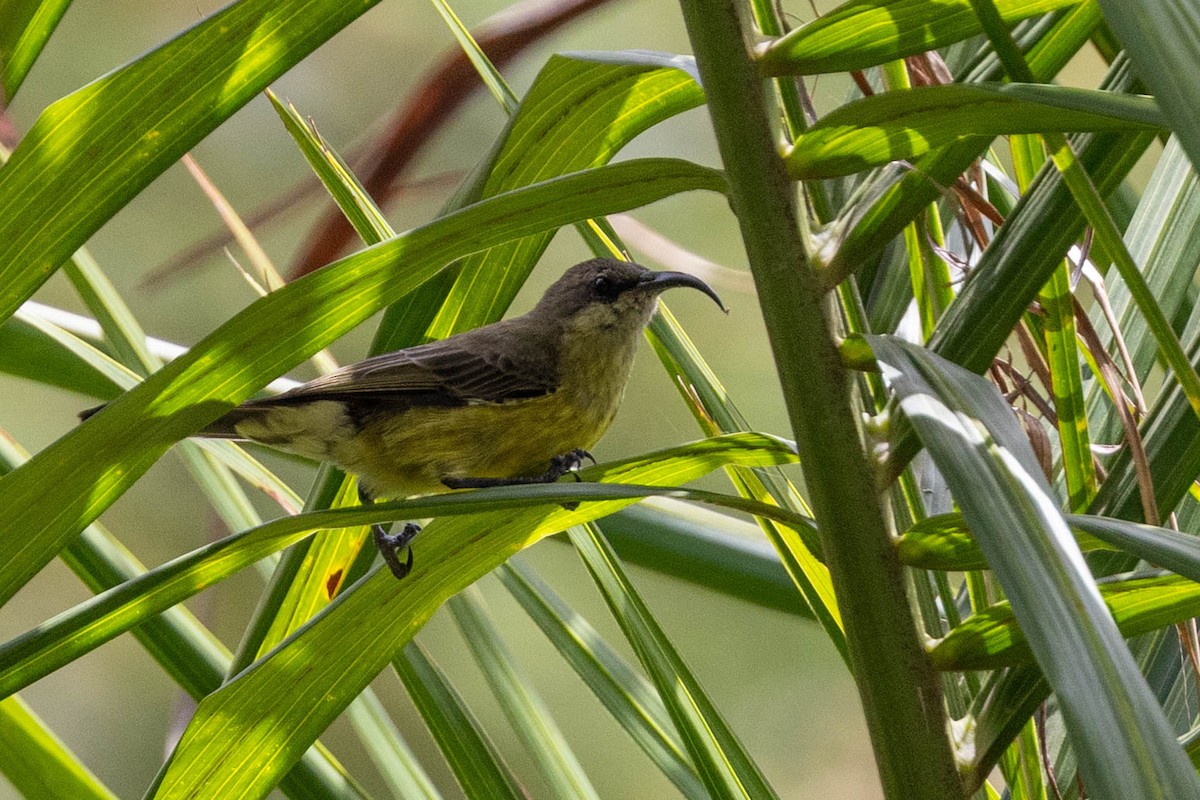 Bronze Sunbird - ML643179352