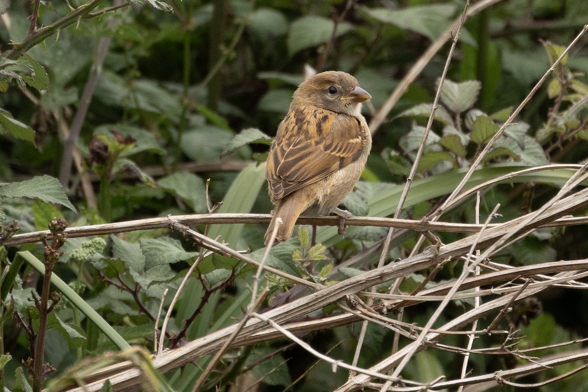 House Sparrow - ML643179355