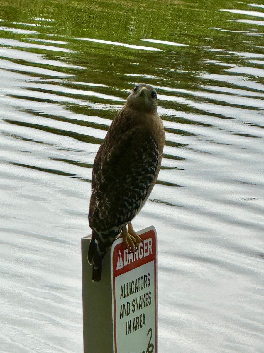 Red-shouldered Hawk - ML643179356