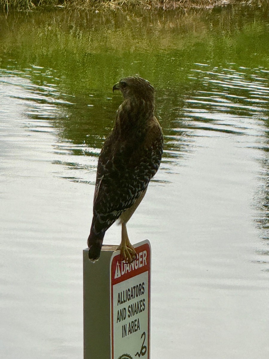 Red-shouldered Hawk - ML643179357