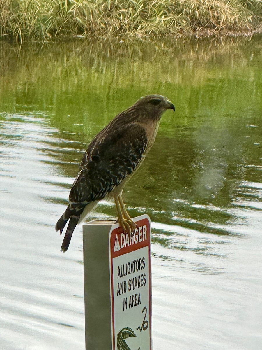 Red-shouldered Hawk - ML643179358