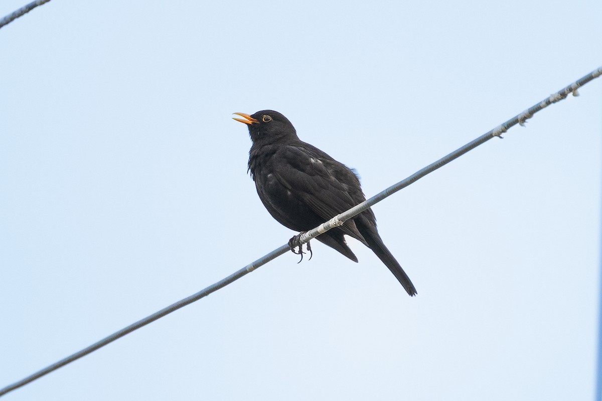 Eurasian Blackbird - ML643179366