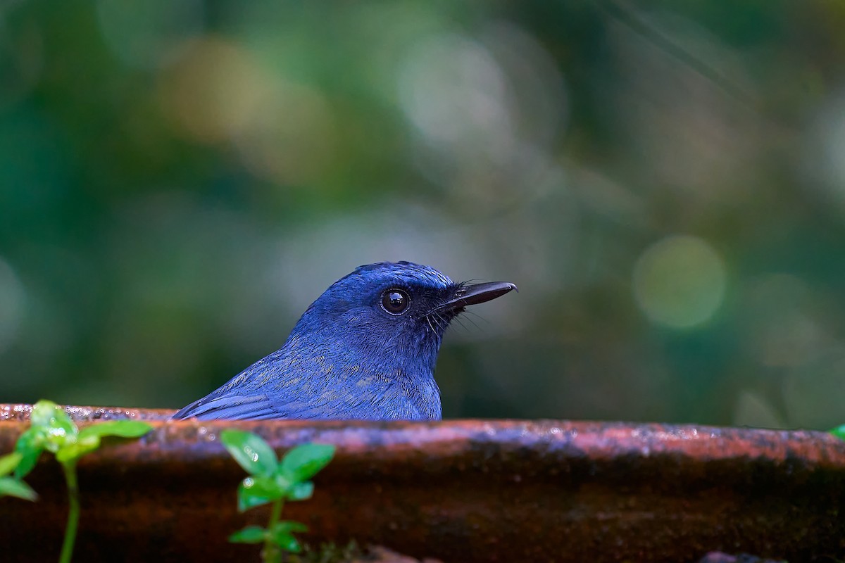 White-bellied Blue Flycatcher - ML643179371