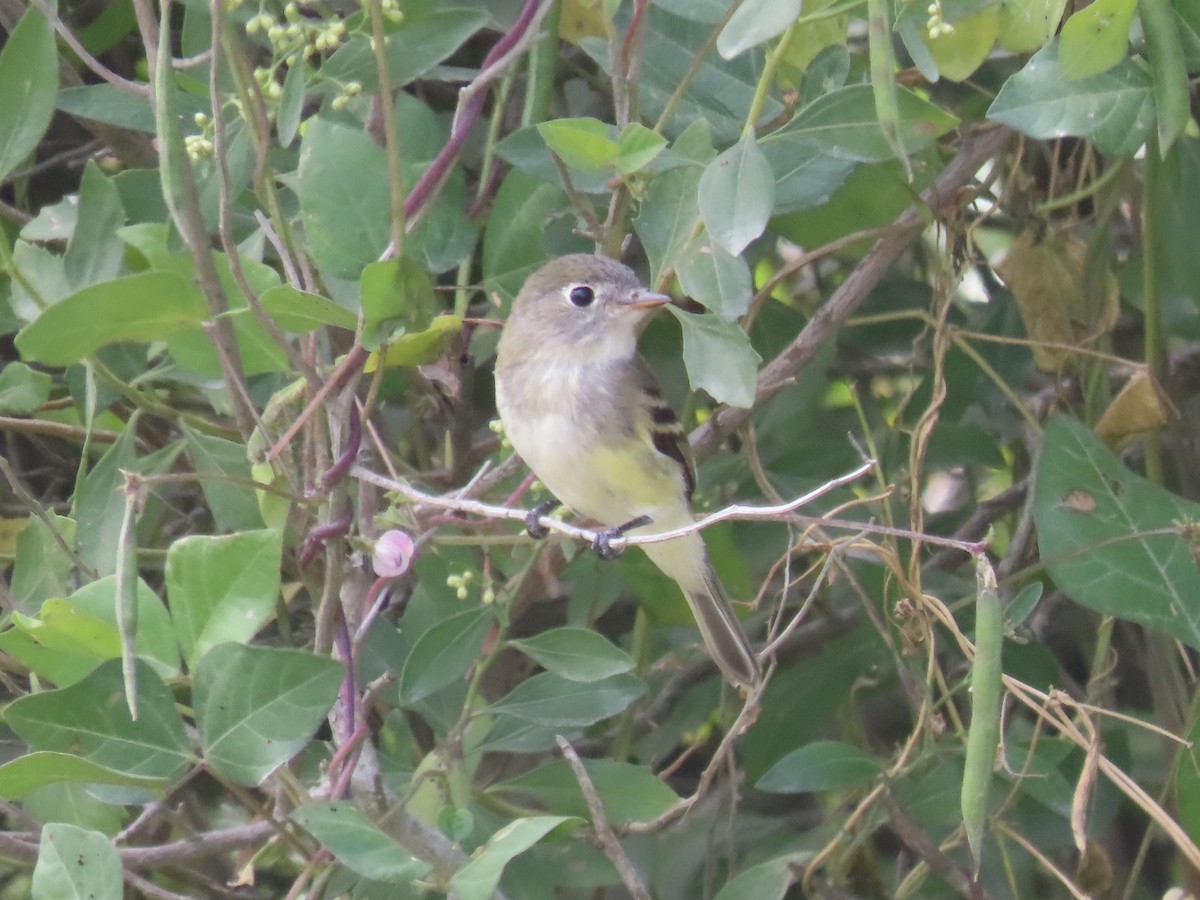 Least Flycatcher - ML643179373
