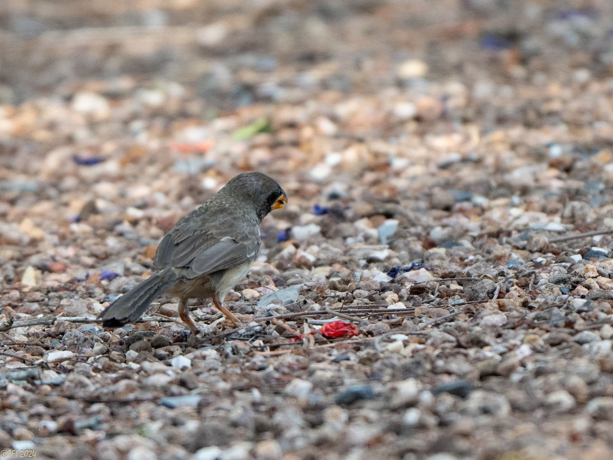 Black-throated Saltator - ML643179374