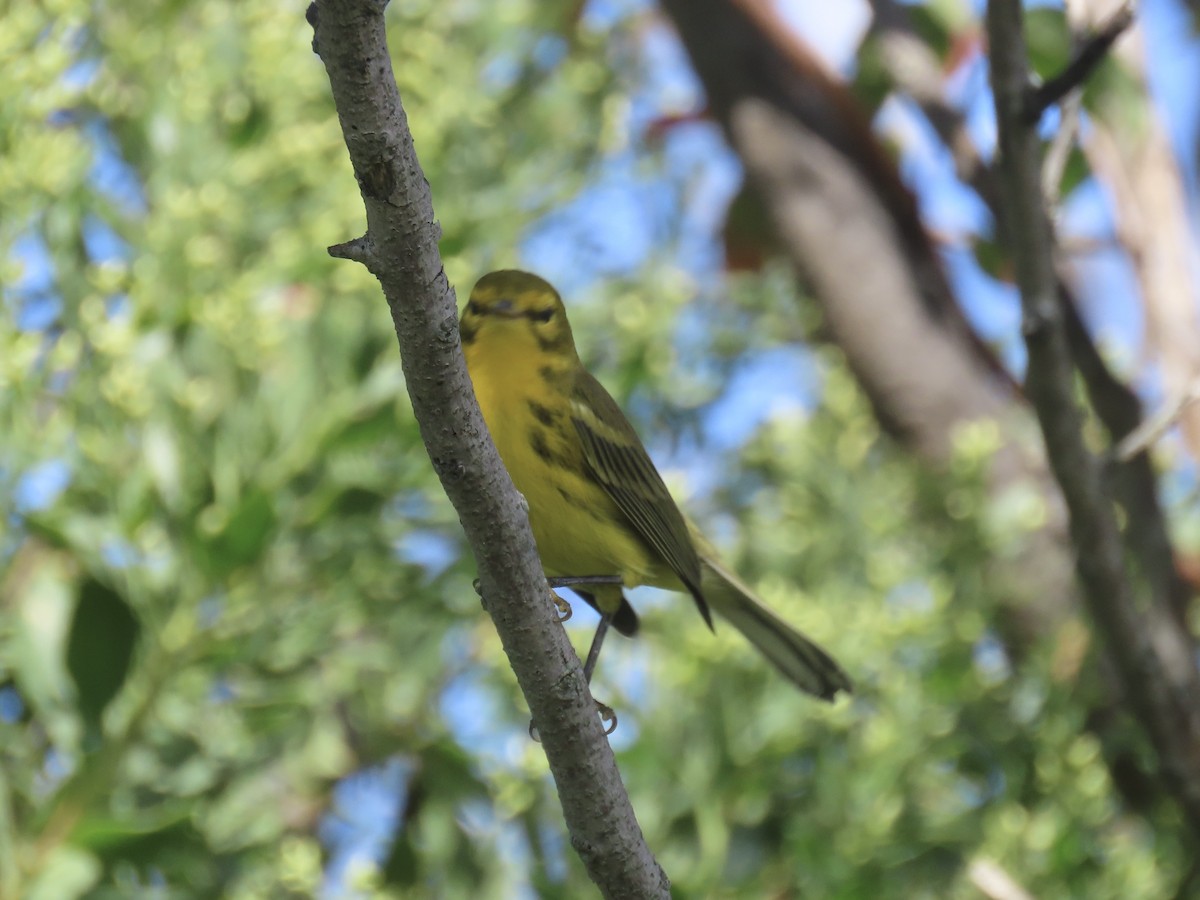 Prairie Warbler - ML643179377