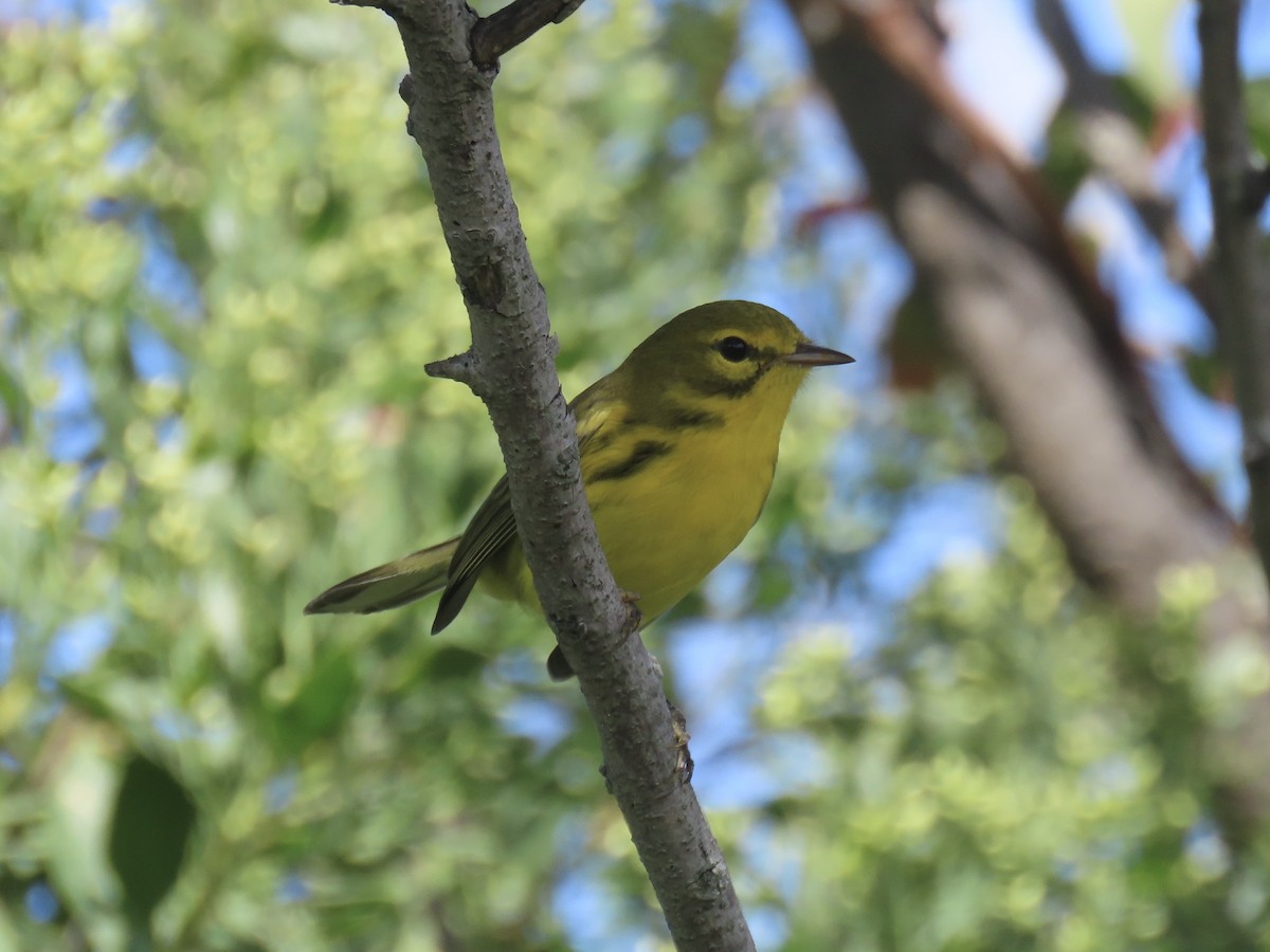 Prairie Warbler - ML643179378