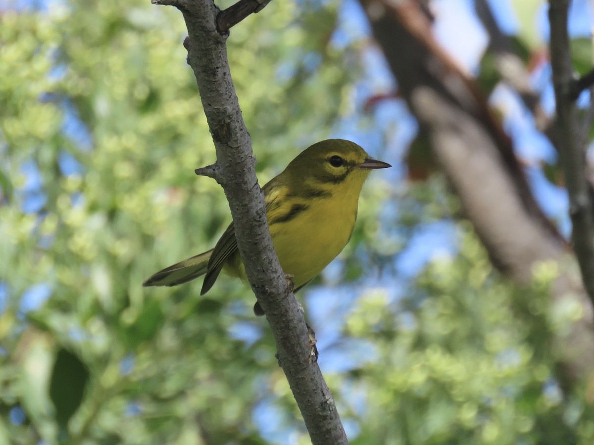 Prairie Warbler - ML643179380
