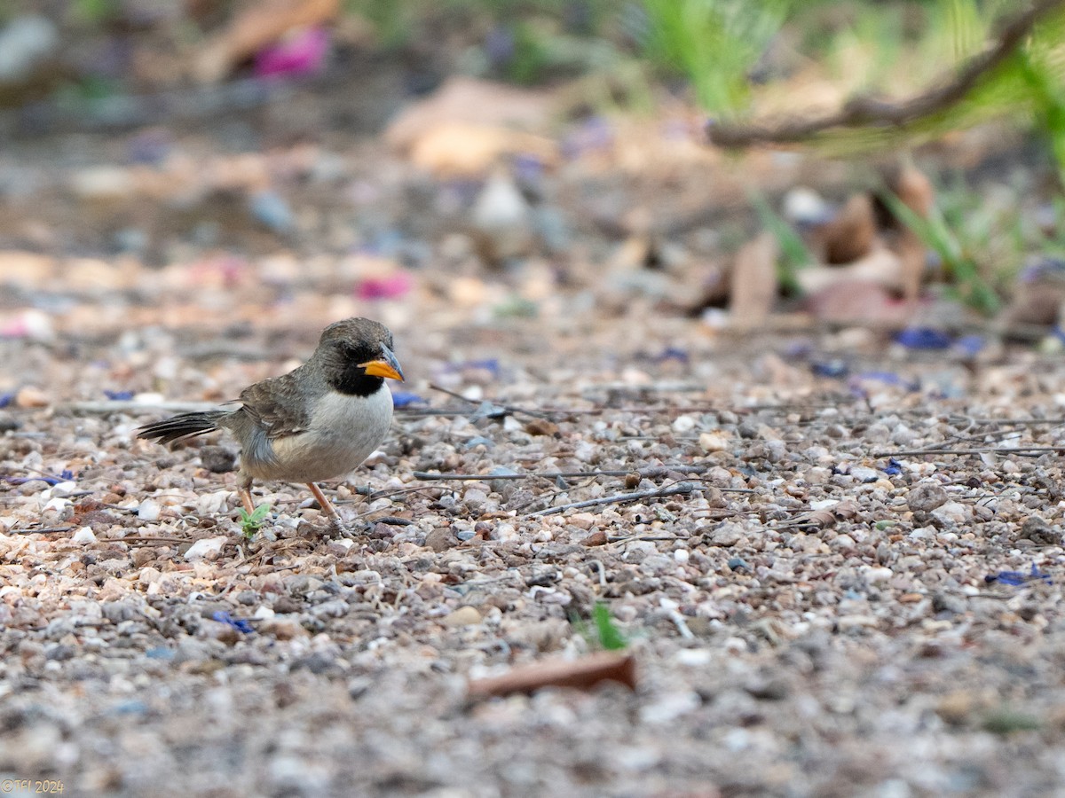 Black-throated Saltator - ML643179381