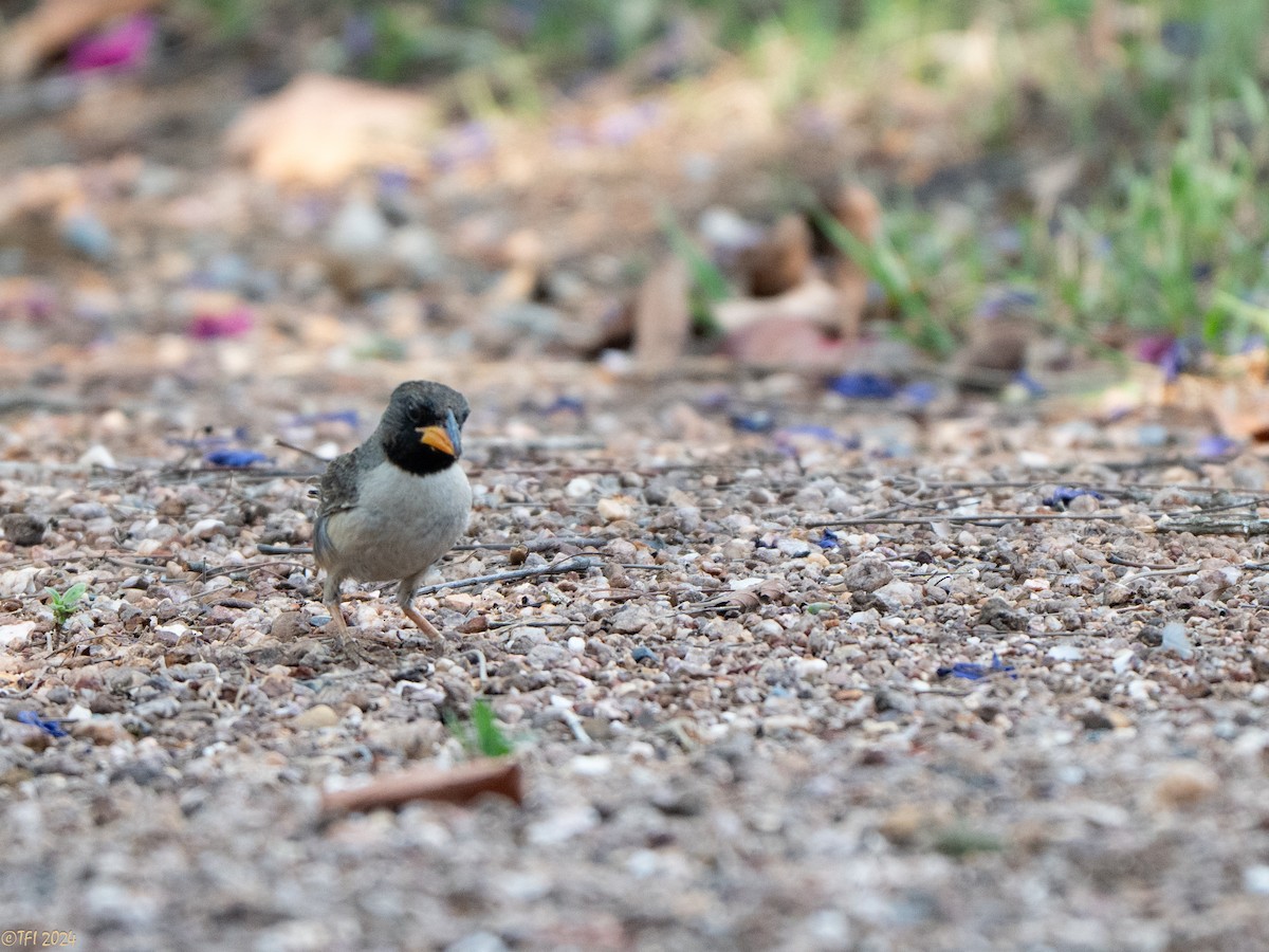 Black-throated Saltator - ML643179383