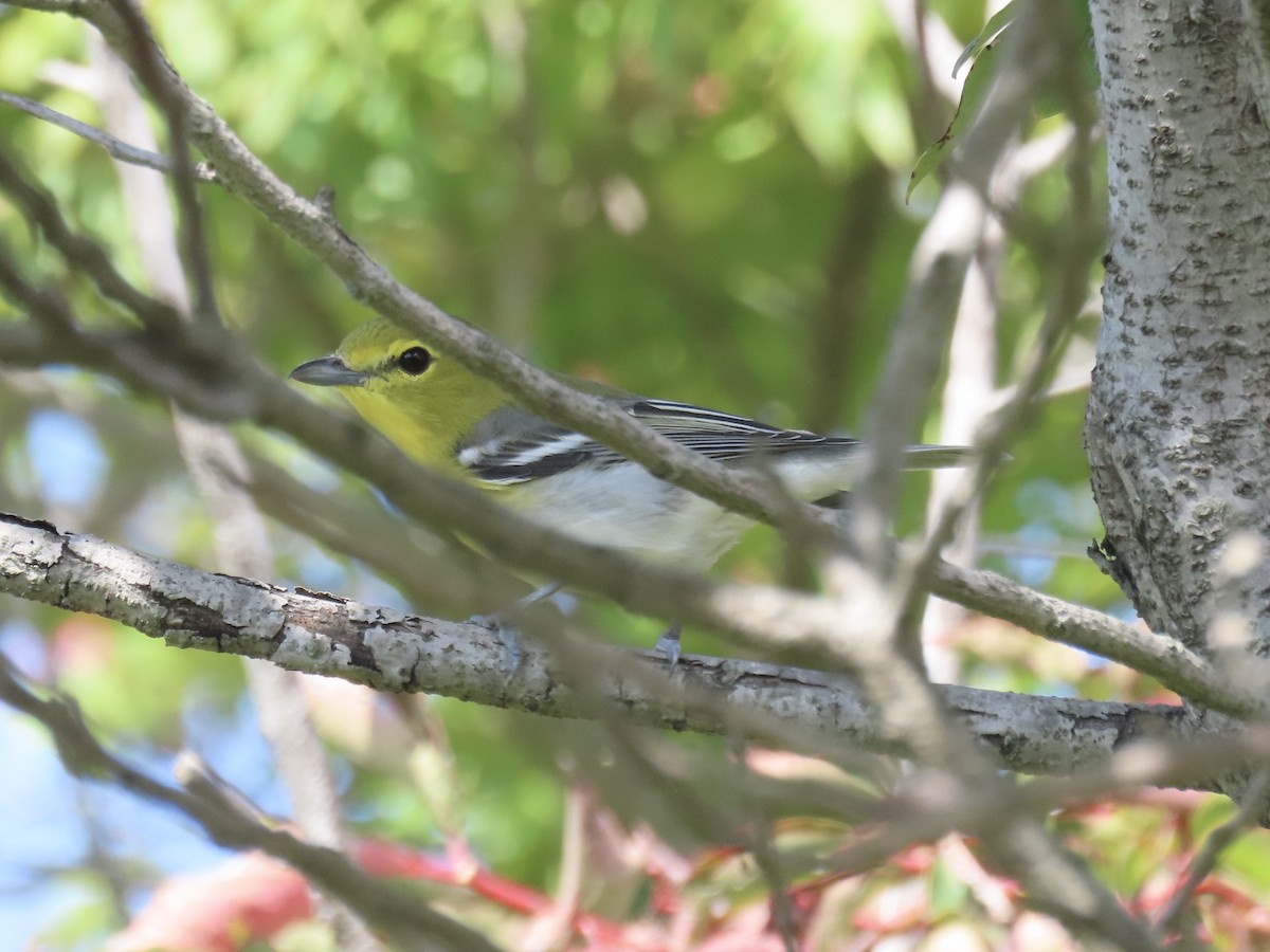 Yellow-throated Vireo - ML643179384