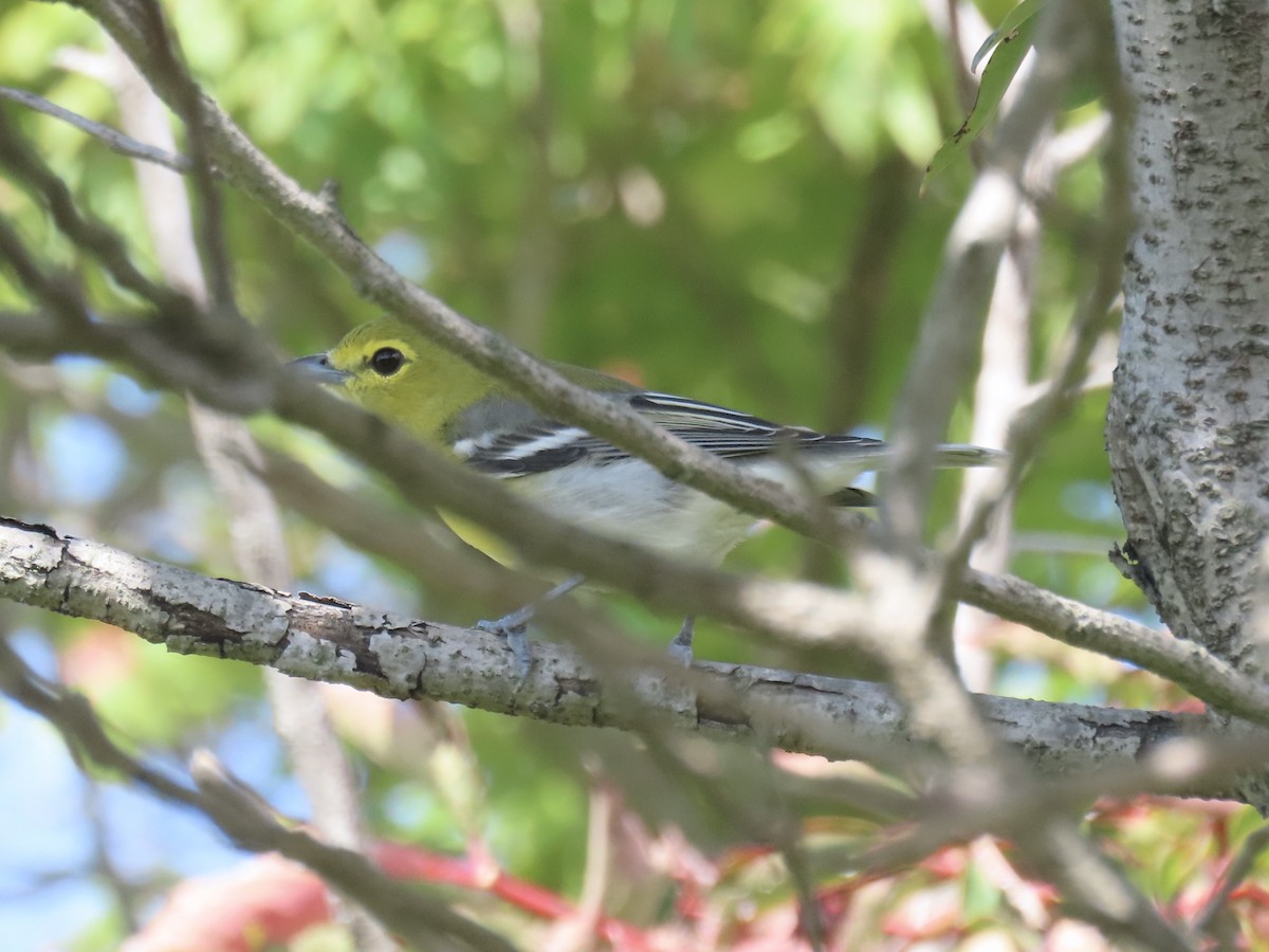 Yellow-throated Vireo - ML643179385