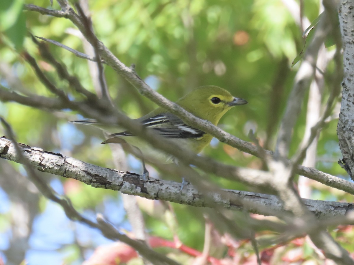 Yellow-throated Vireo - ML643179387