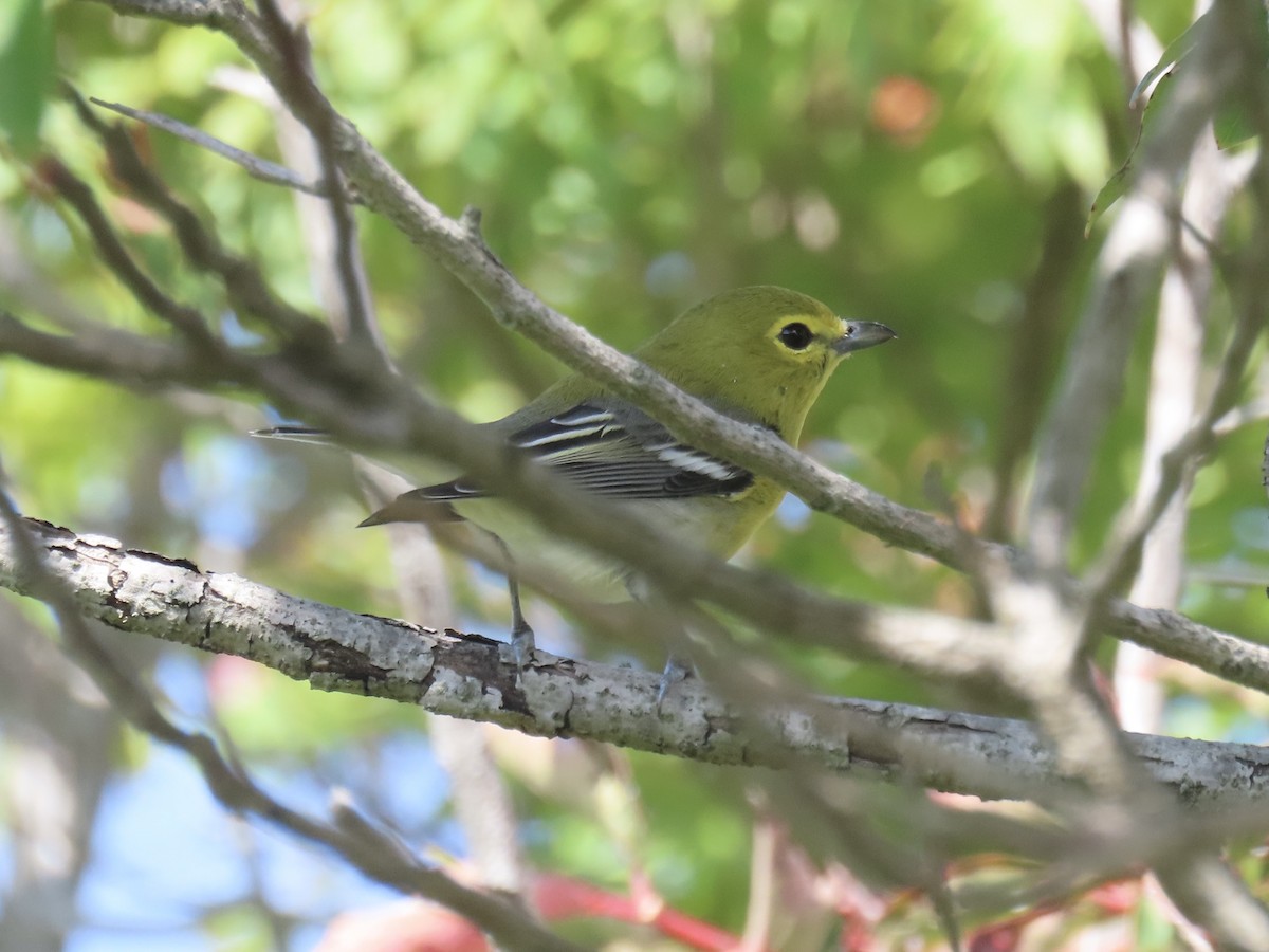 Yellow-throated Vireo - ML643179388