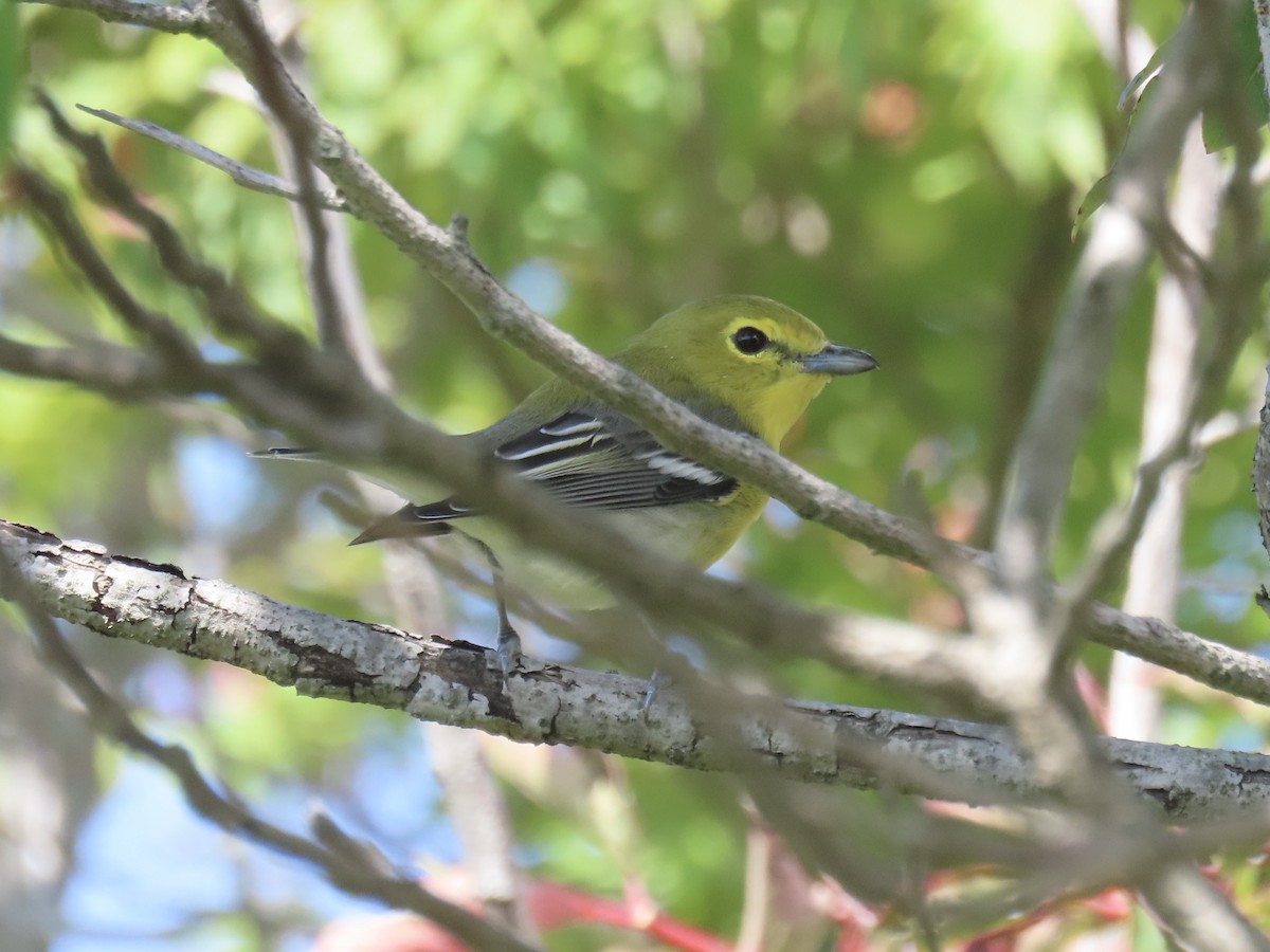 Yellow-throated Vireo - ML643179391