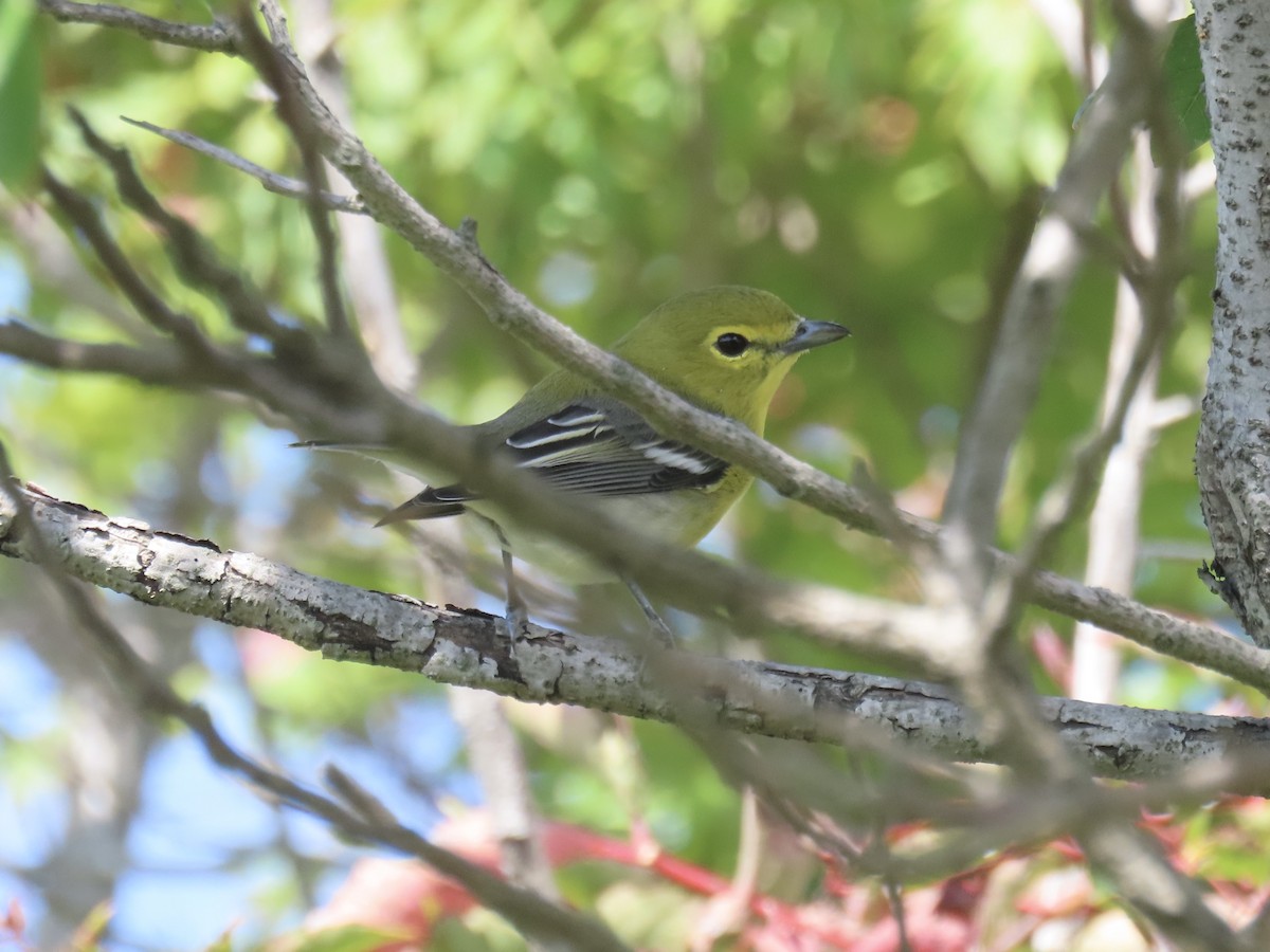 Yellow-throated Vireo - ML643179392