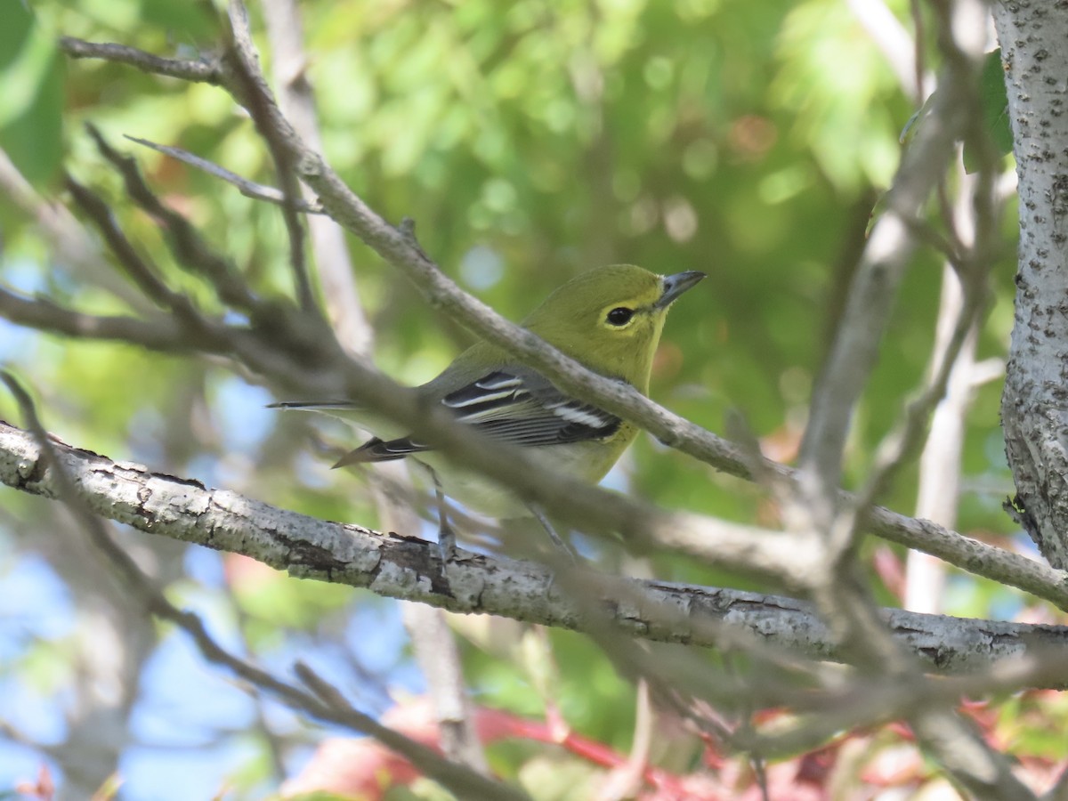 Yellow-throated Vireo - ML643179393