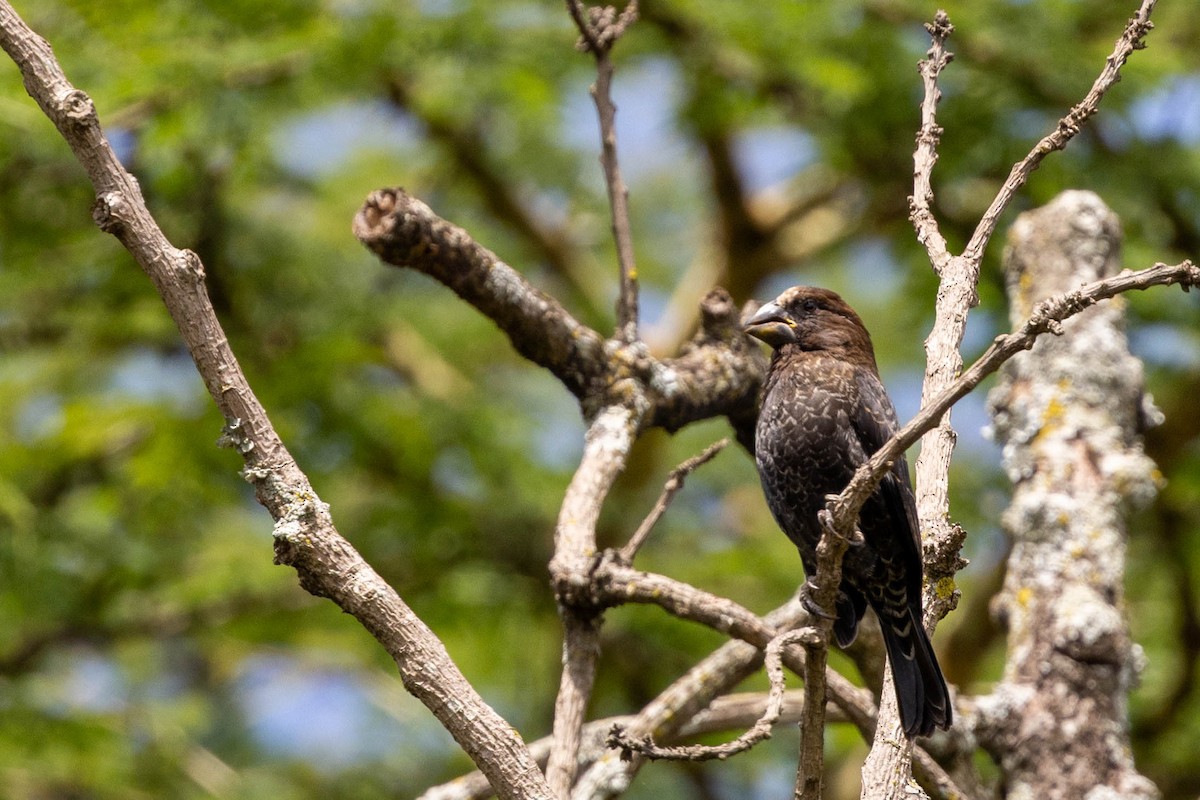 Grosbeak Weaver - ML643179395