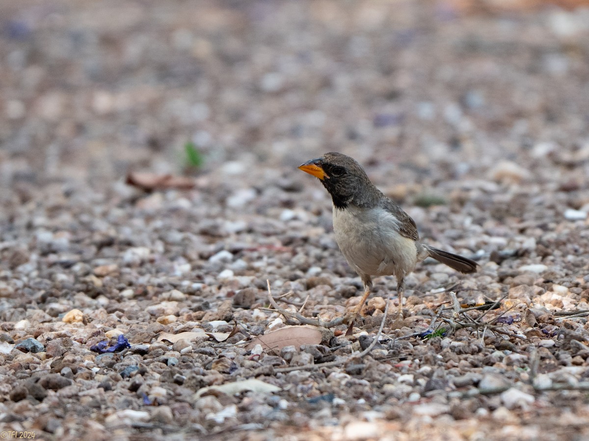 Black-throated Saltator - ML643179397