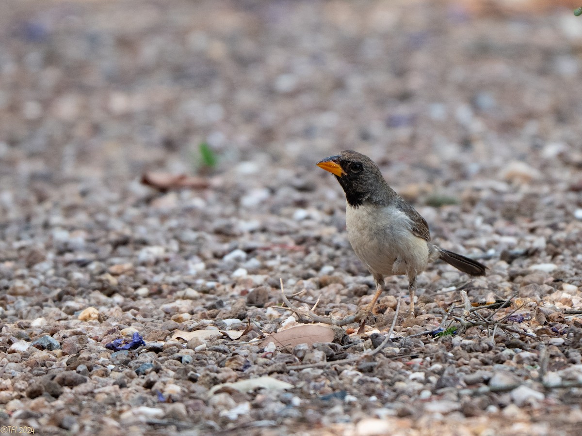 Black-throated Saltator - ML643179399