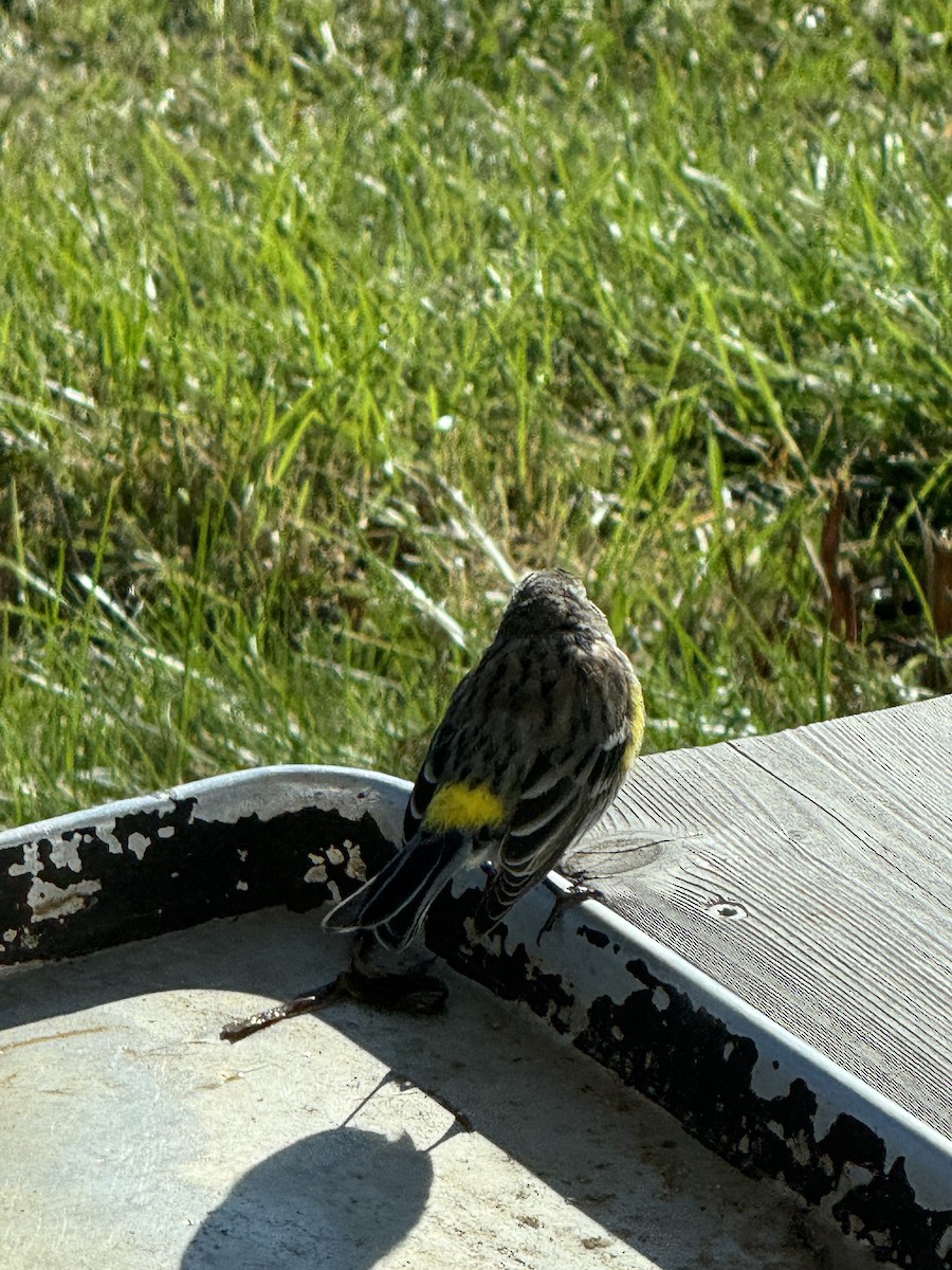 Yellow-rumped Warbler - ML643179400