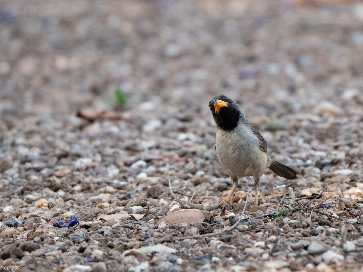Black-throated Saltator - ML643179401