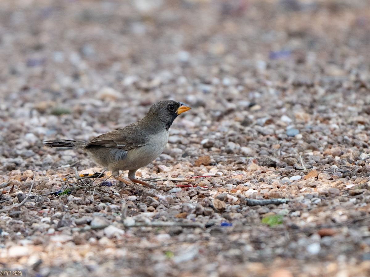 Black-throated Saltator - ML643179402