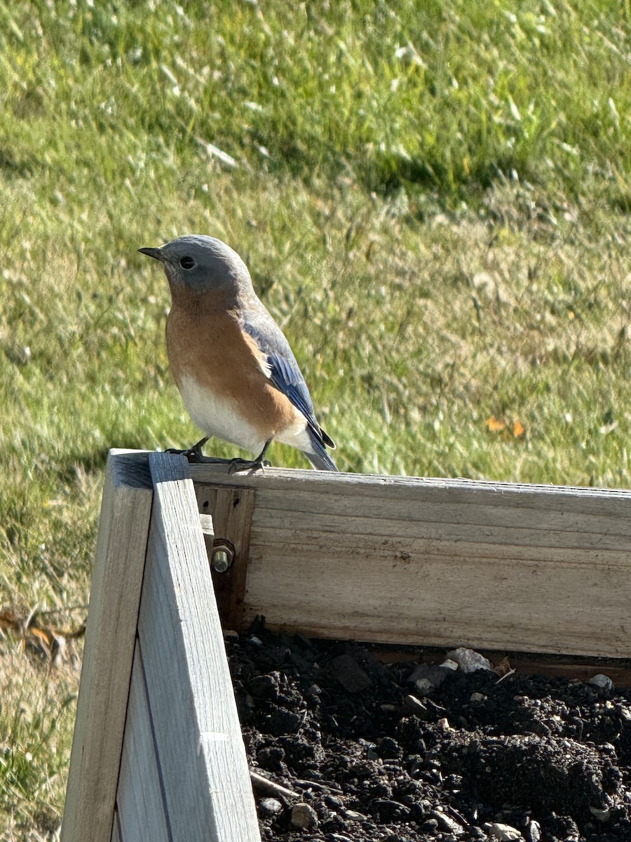 Eastern Bluebird - ML643179405